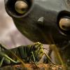 cricket